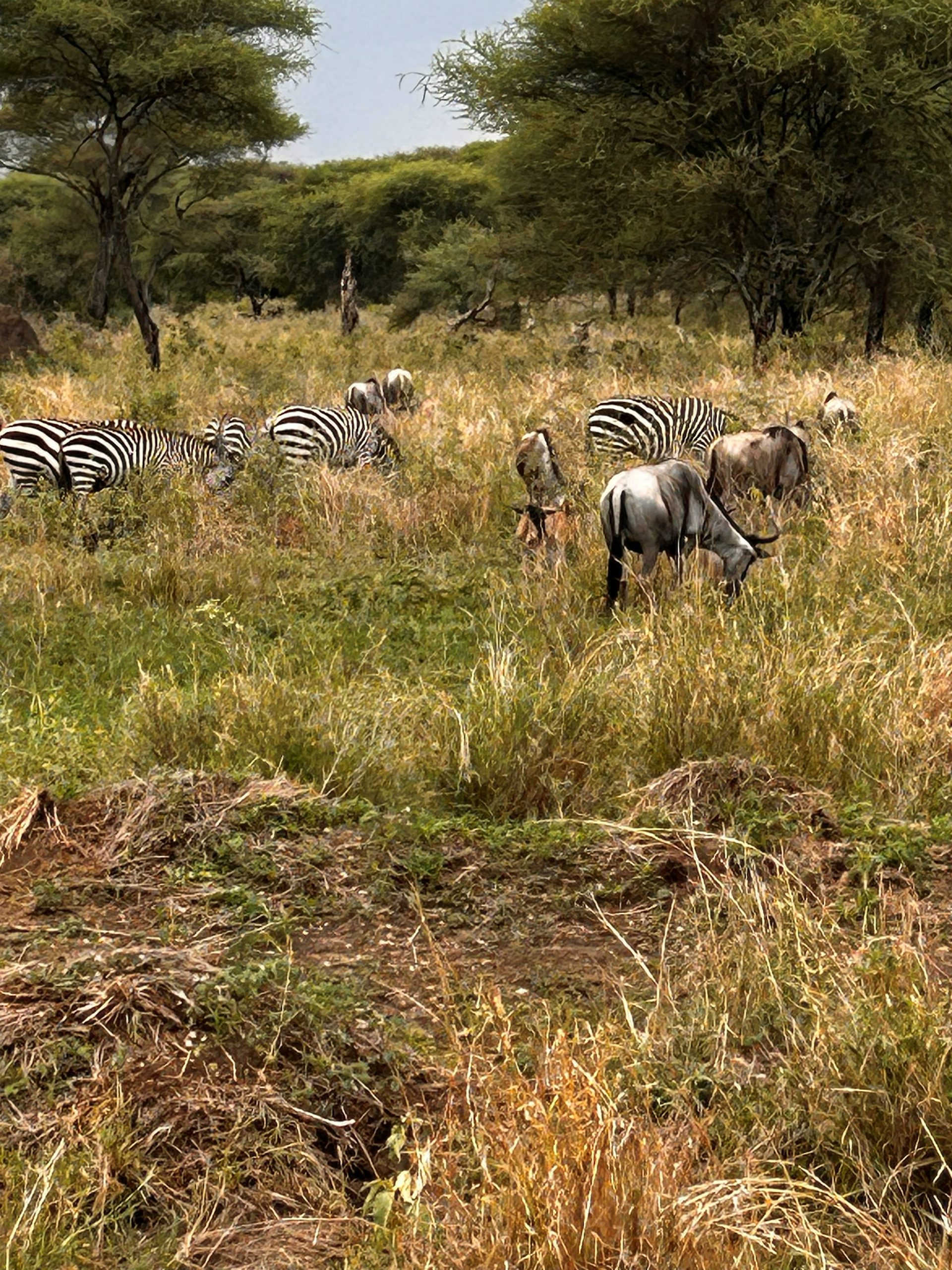 Wildebeest and zebra grazing together in Tarangire tall grass